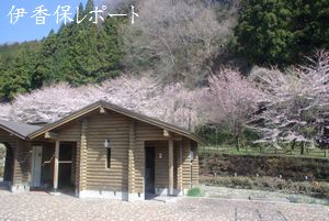 funaotaki-sakura-001.jpg