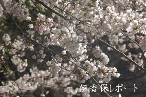 funaotaki-sakura-002.jpg