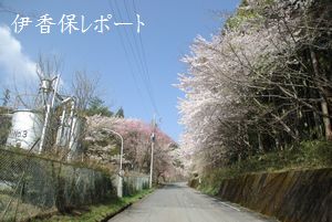 funaotaki-sakura-003.jpg